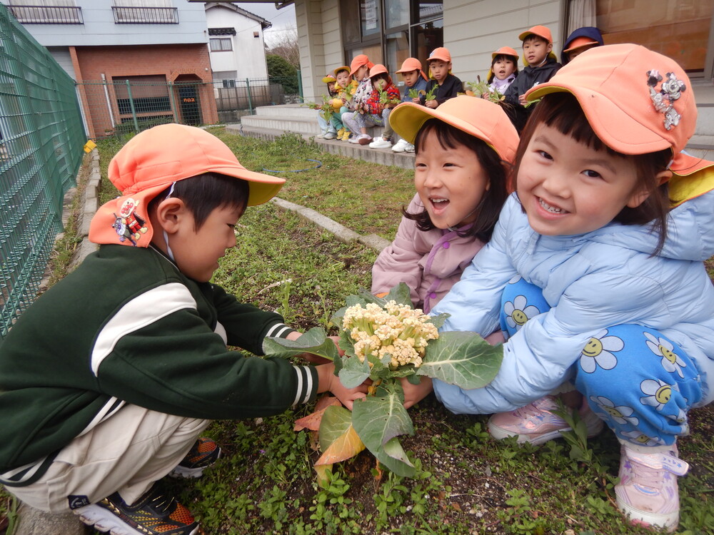 カリフラワーを収穫する様子