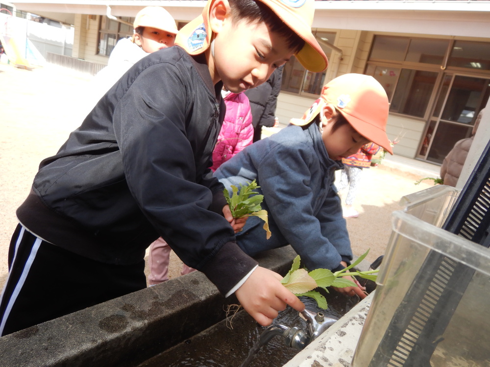 野菜を洗っている様子