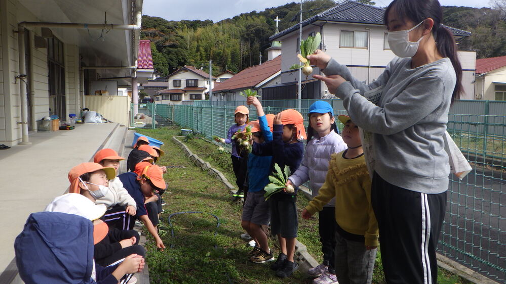 畑の野菜を抜く子ども (3)