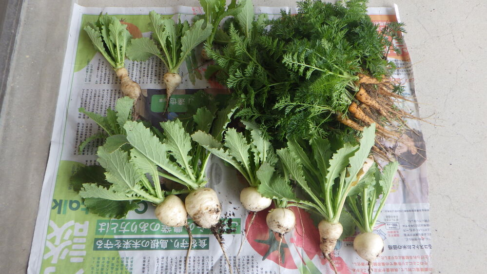 畑の野菜を抜く子ども (7)