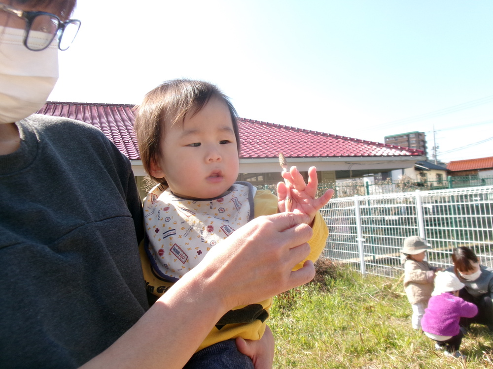つくしを触っている