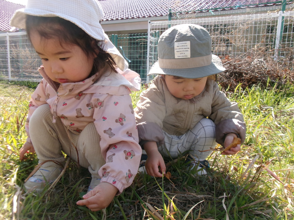 つくし探しをしている