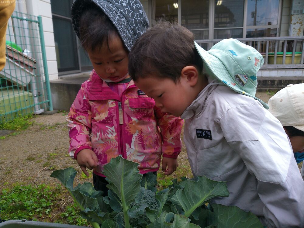 制作とブロッコリー (2)