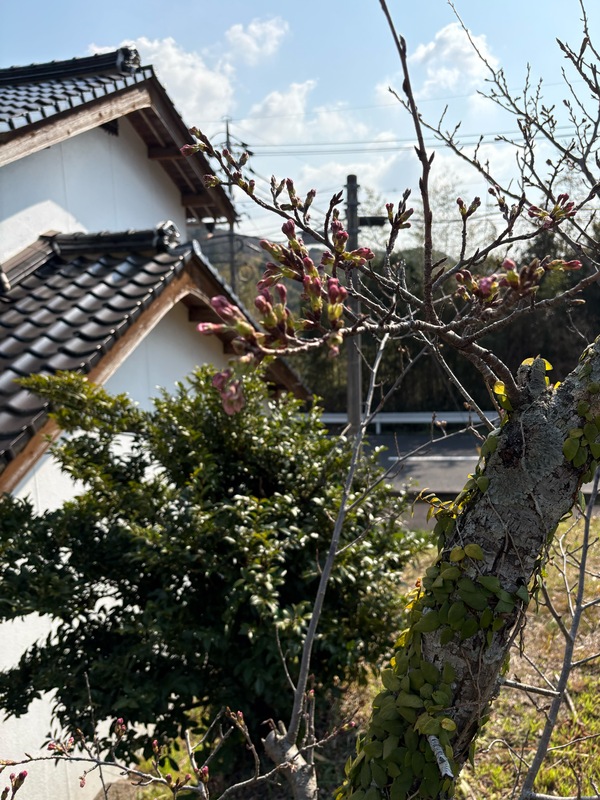 今週中に咲くでしょうか？