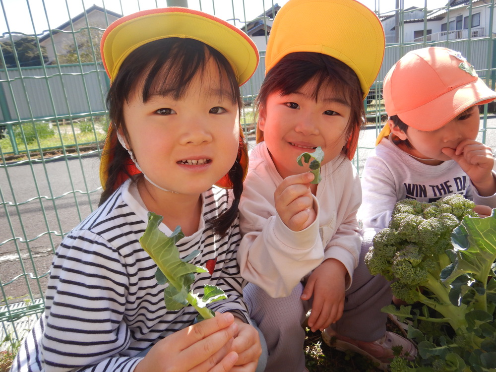 ブロッコリーの収穫 (1)