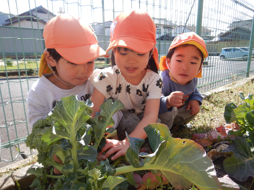 ブロッコリーの収穫 (2)