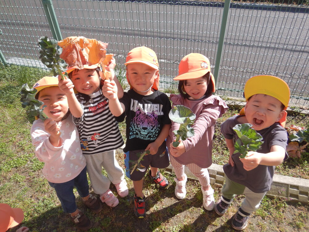 ブロッコリーの収穫 (3)