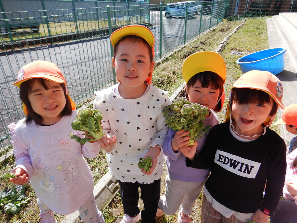 ブロッコリーの収穫 (5)