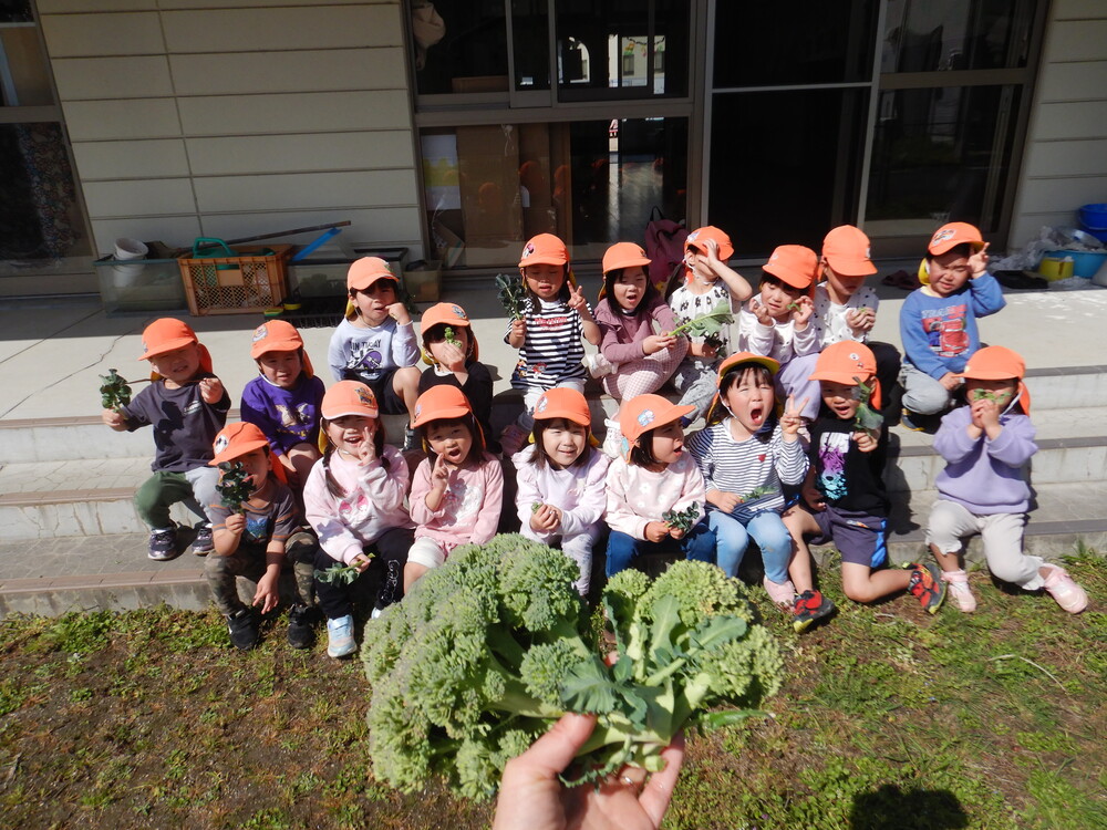 ブロッコリーの収穫 (4)