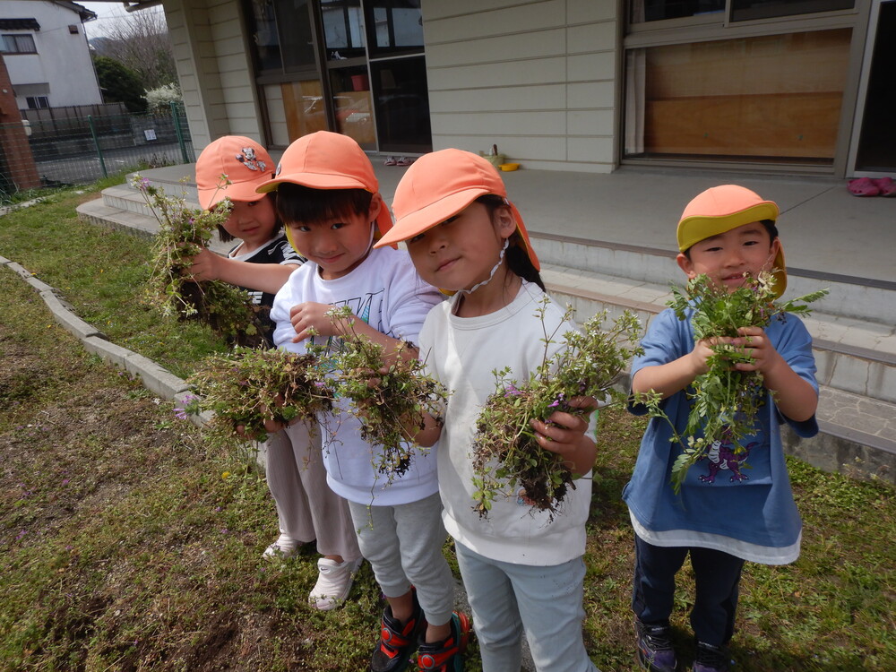 畑の草抜きをしている様子