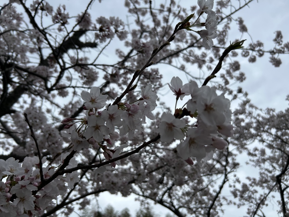 桜