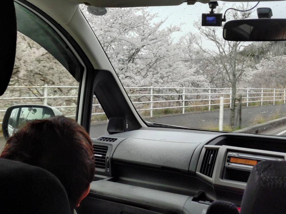 お花見　ドライブ2