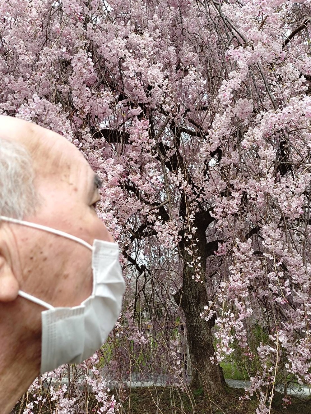 志学にてKさんと枝垂桜