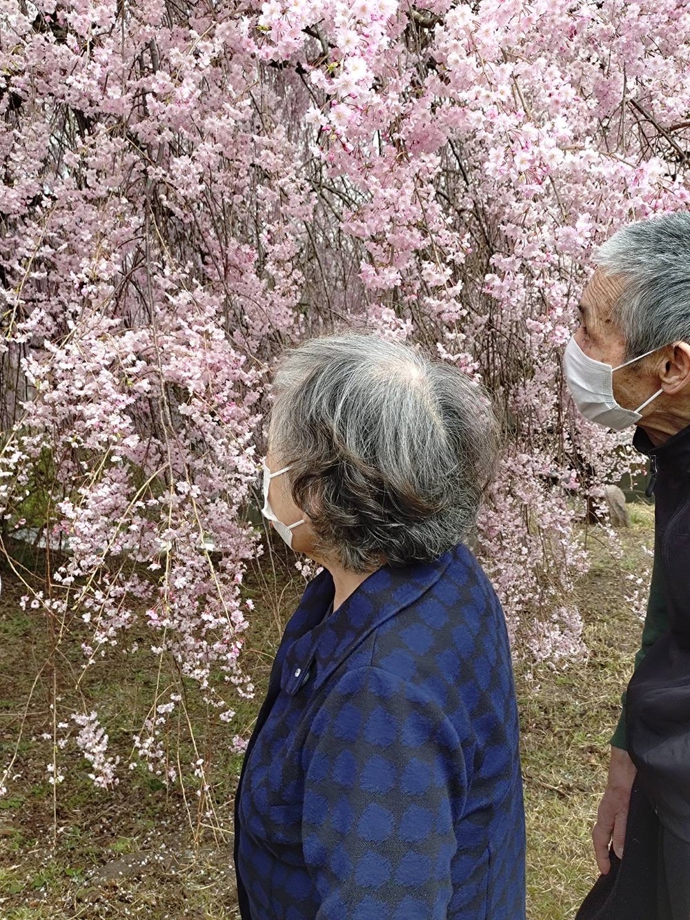 志学にてSさんKさんと枝垂桜