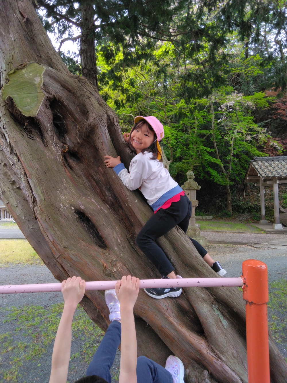 木登りをしている様子