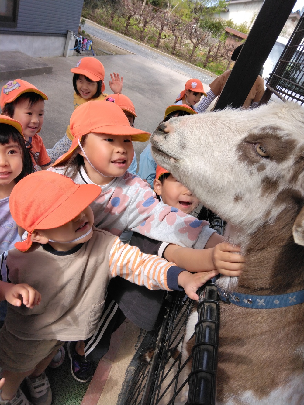 ヤギのメエ太 (1)