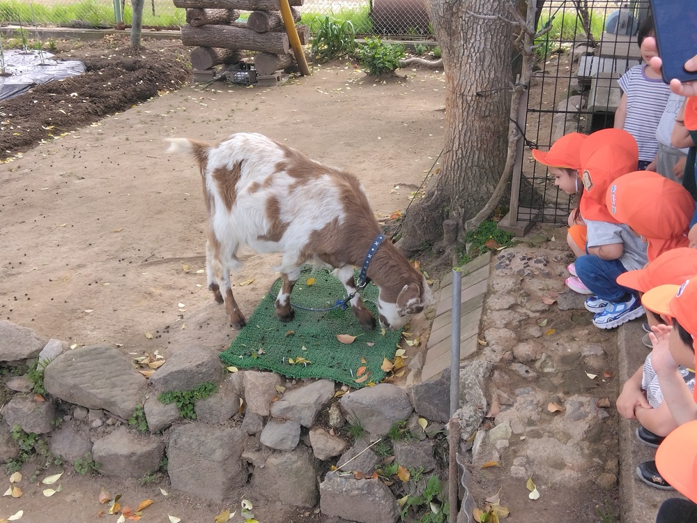 お散歩の様子 (5)
