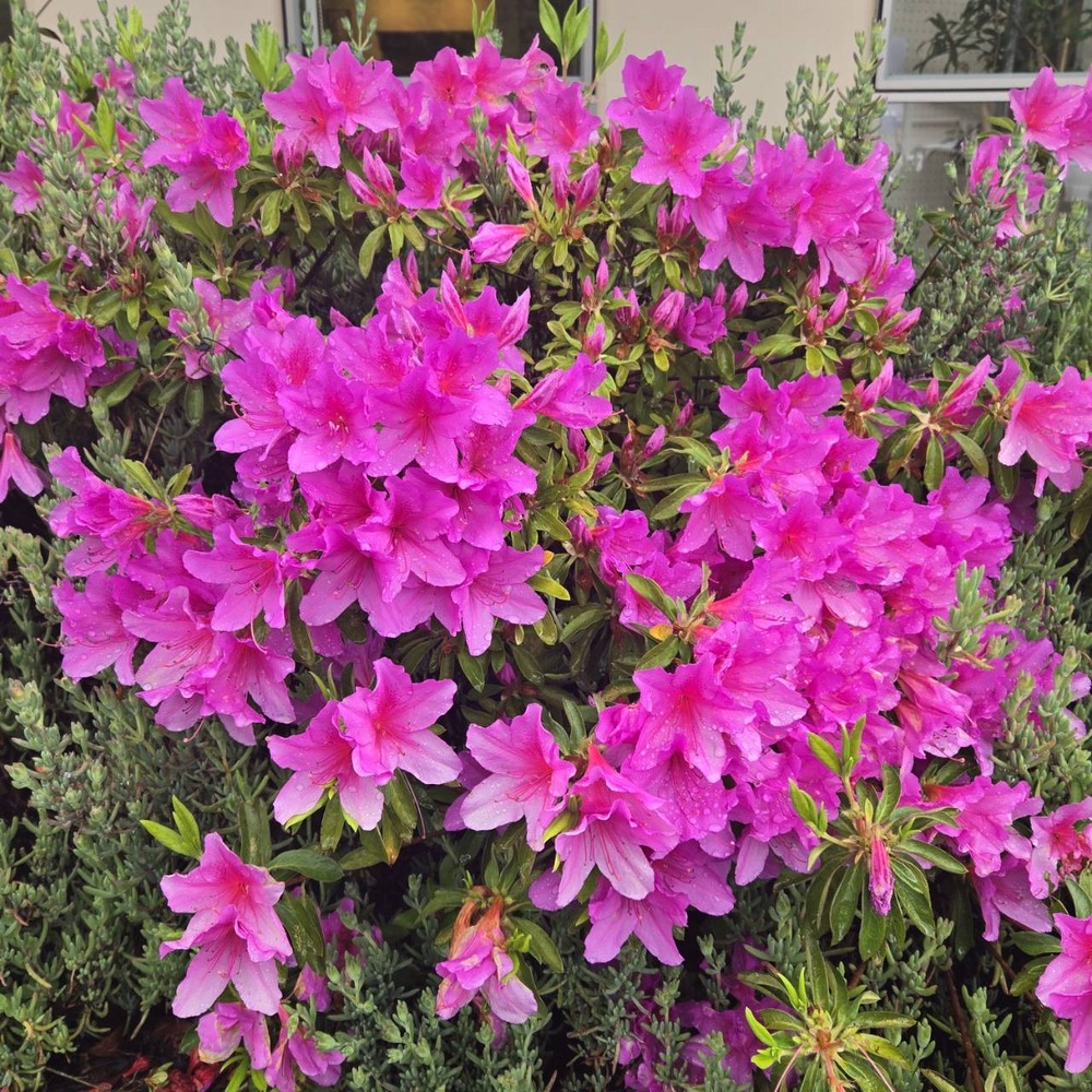 花
