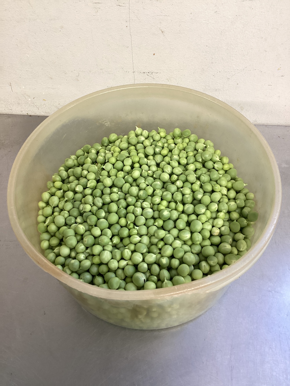 えんどう豆1