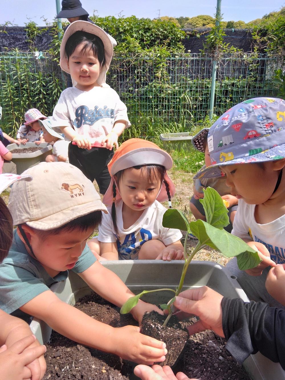 夏野菜を植えている
