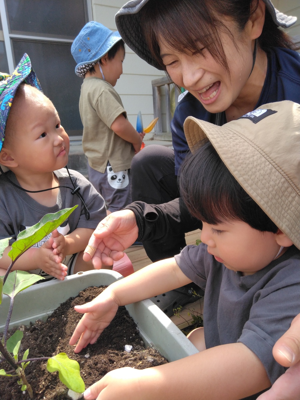 夏野菜を植えている