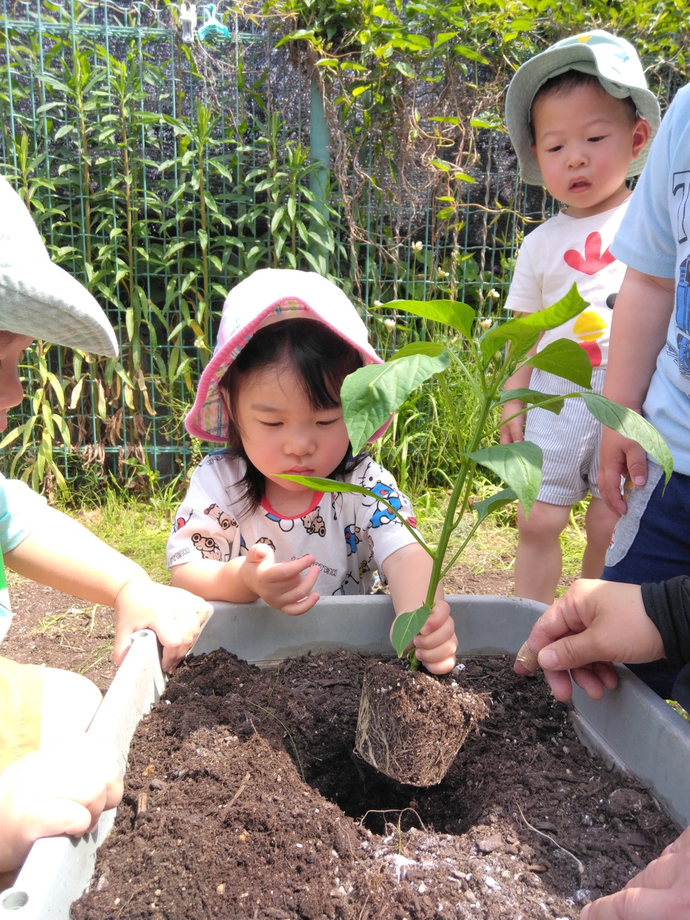 夏野菜を植えている