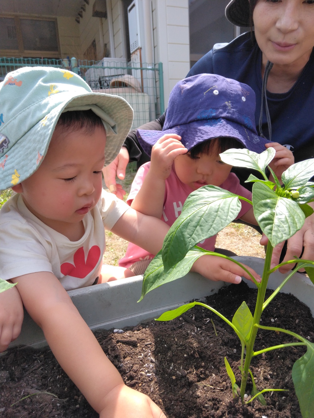 夏野菜を植えている