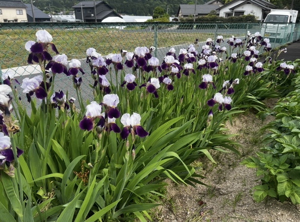 ビラおおだのカキツバタです