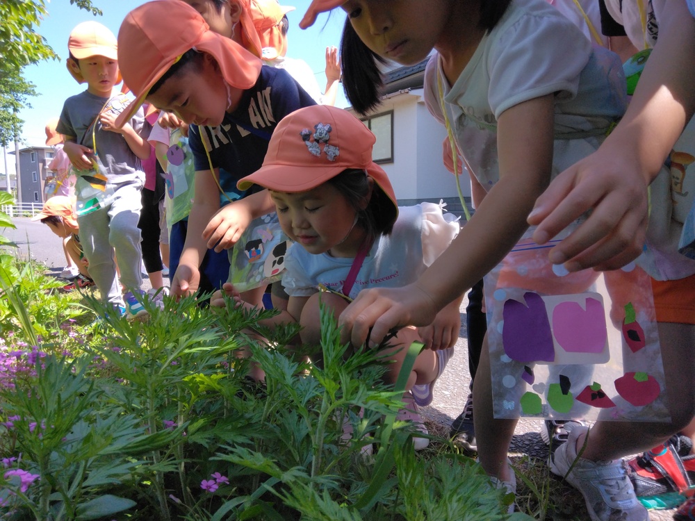 植物を観察する様子2