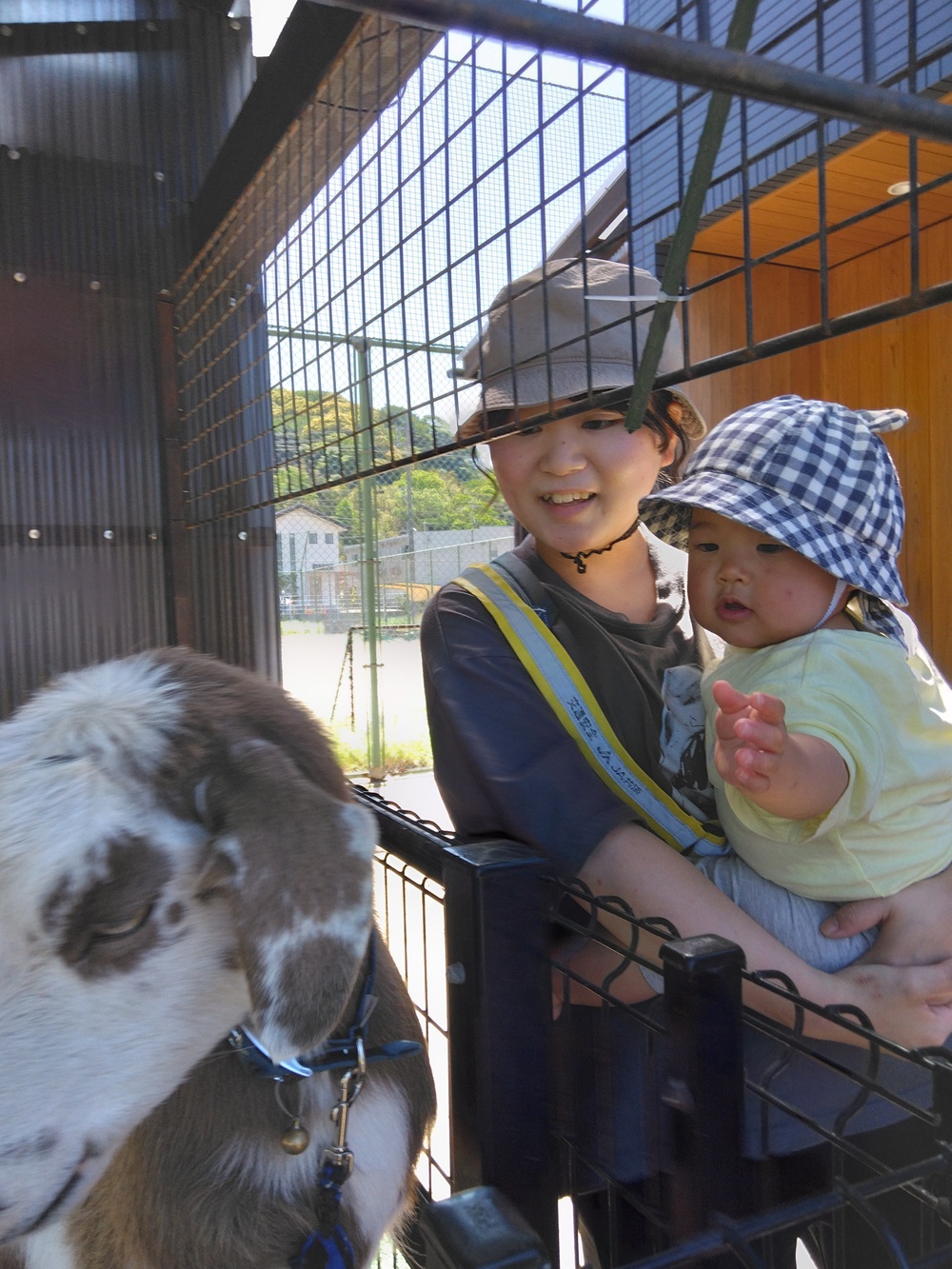 ヤギを見る子ども (2)