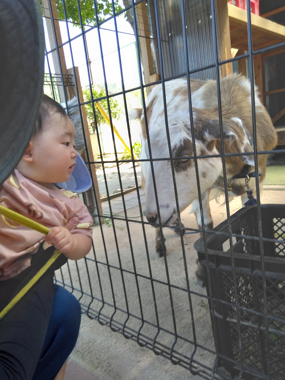 ヤギを見る子ども (3)