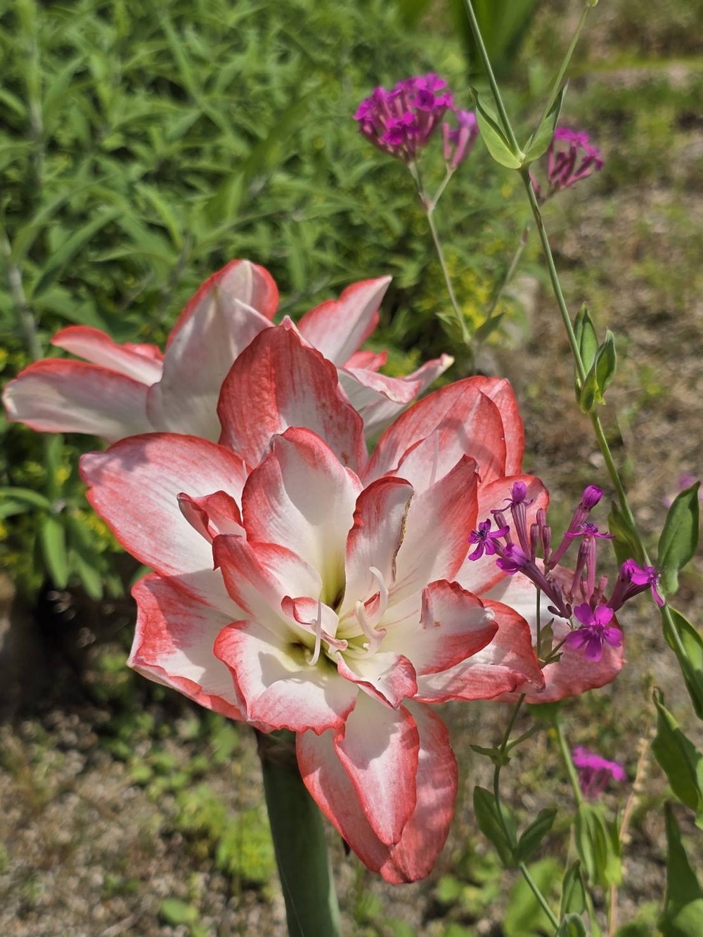 花