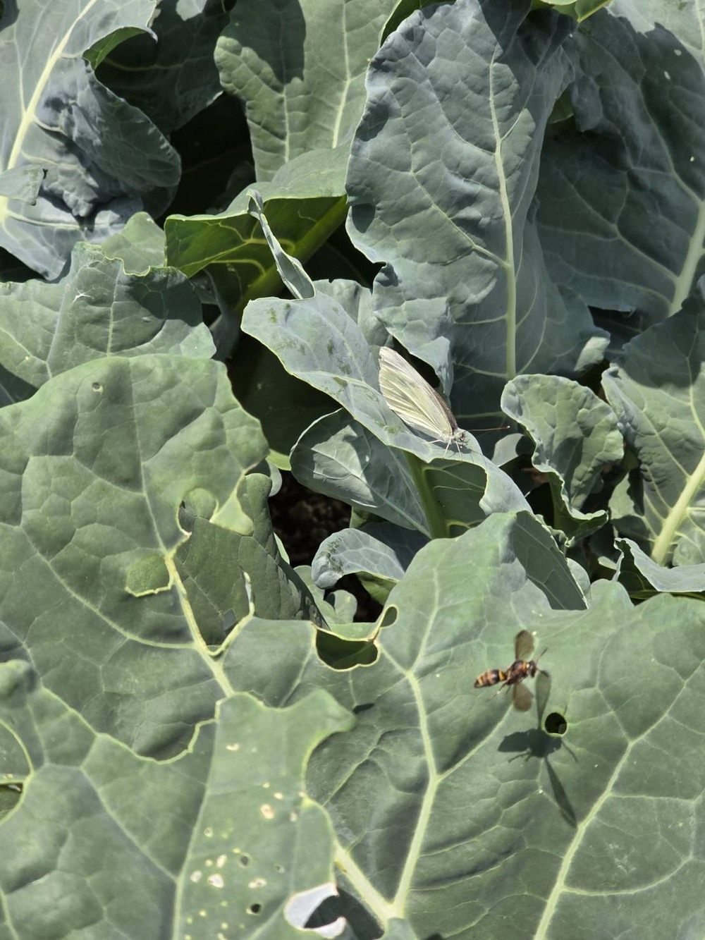 野菜