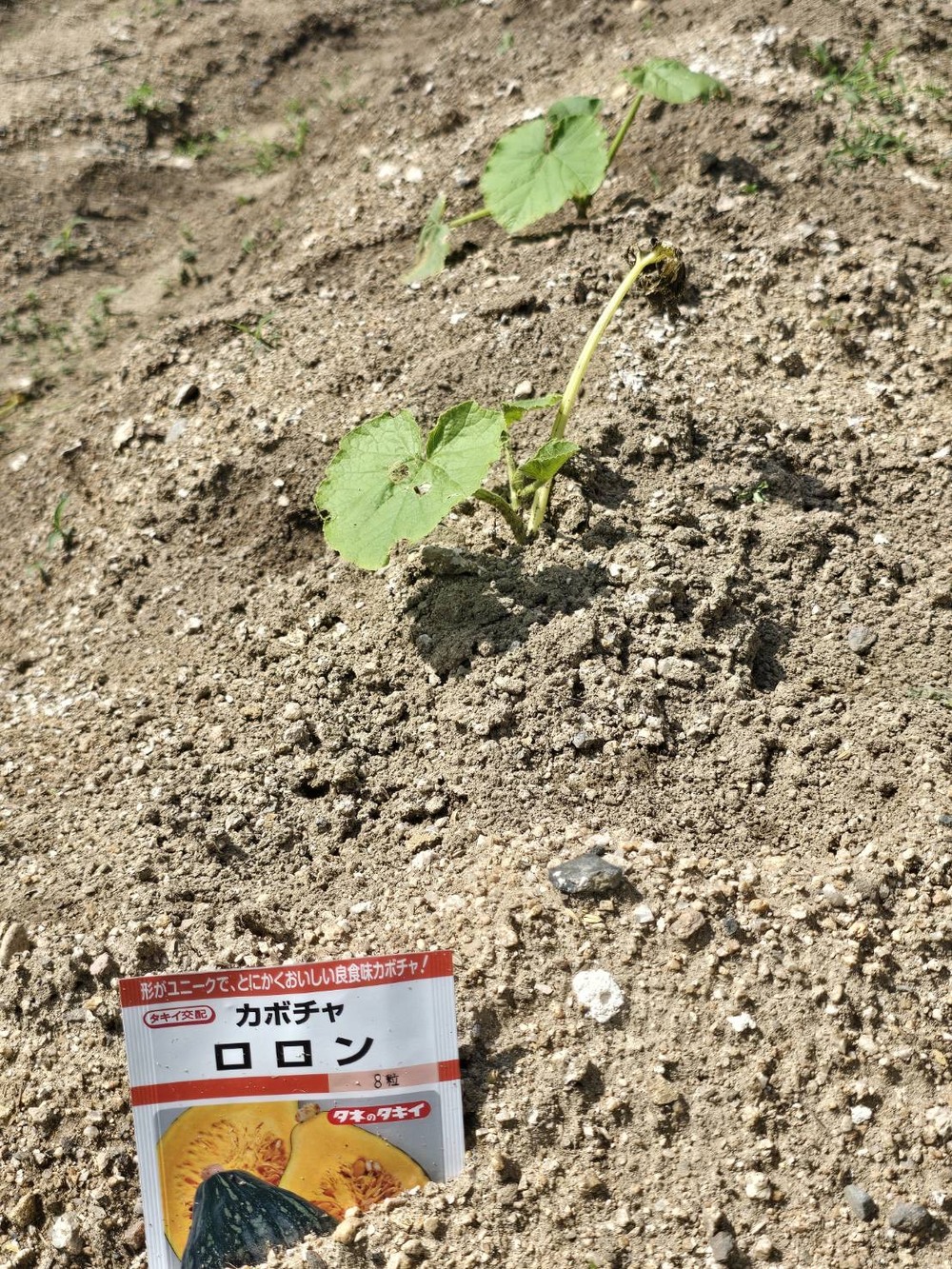 野菜