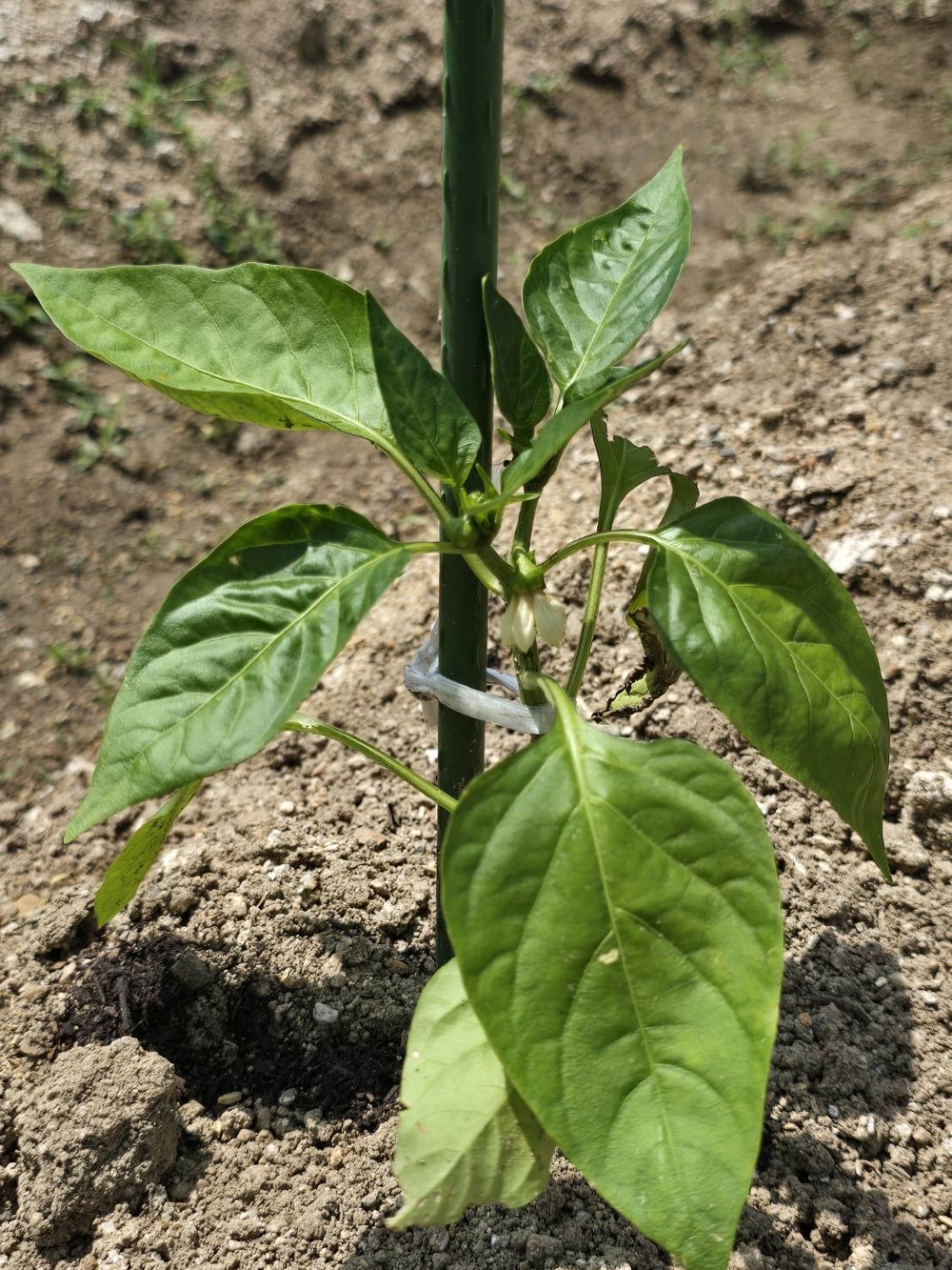 野菜