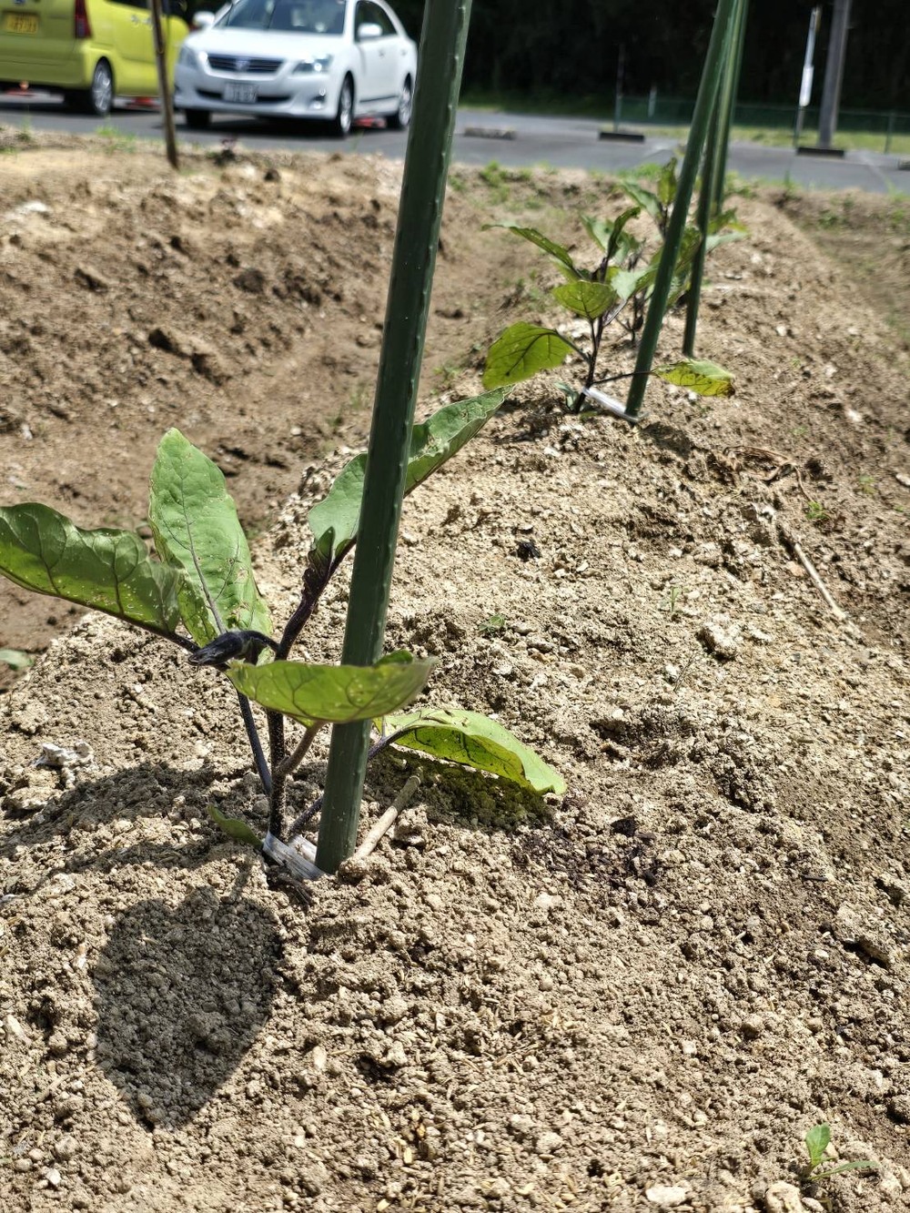 野菜