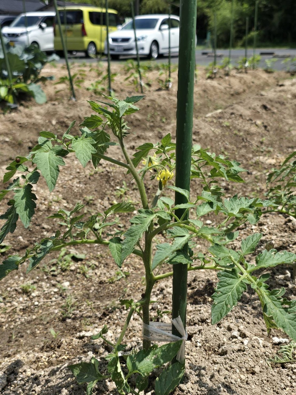 野菜