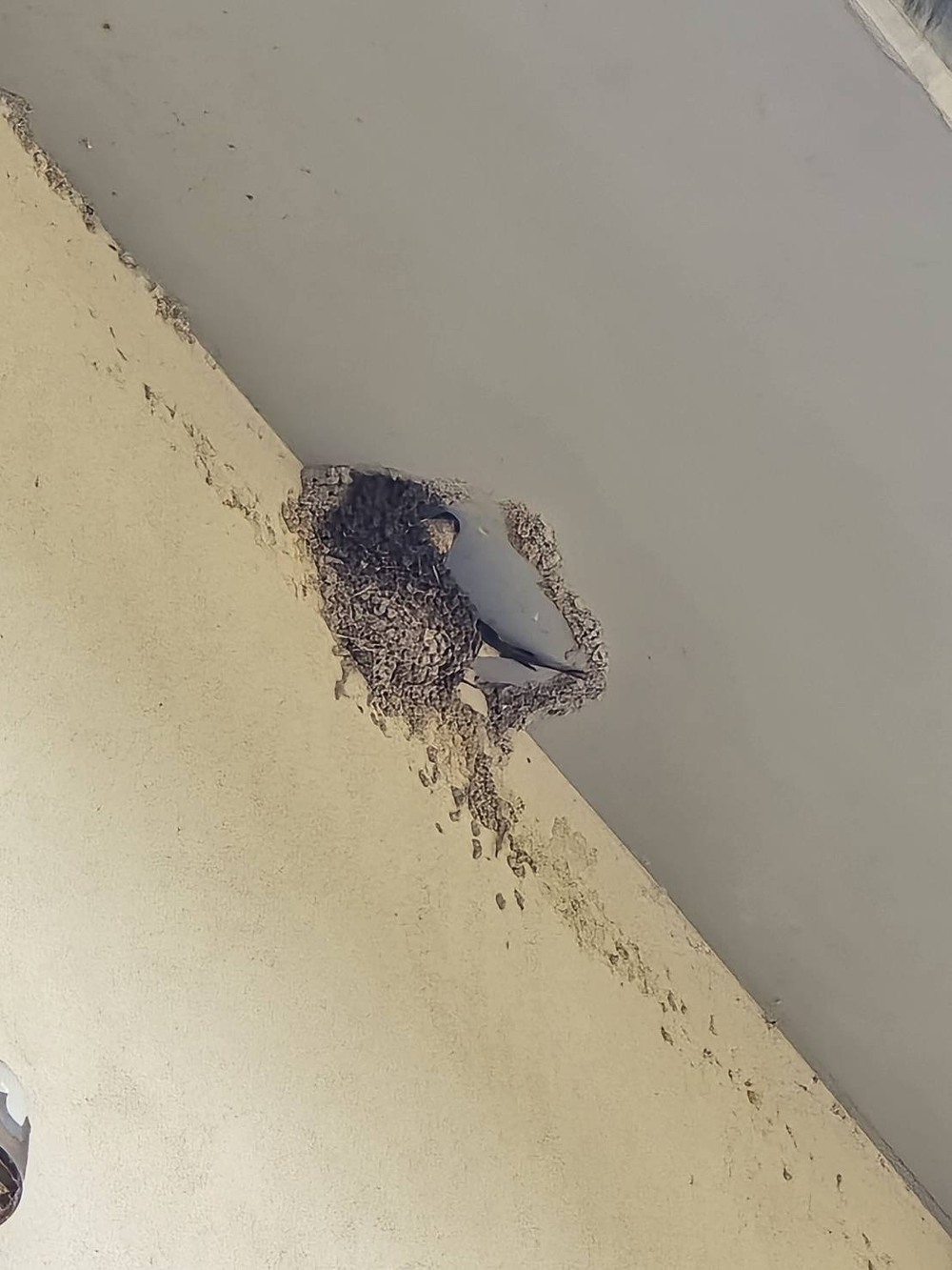 つばめ