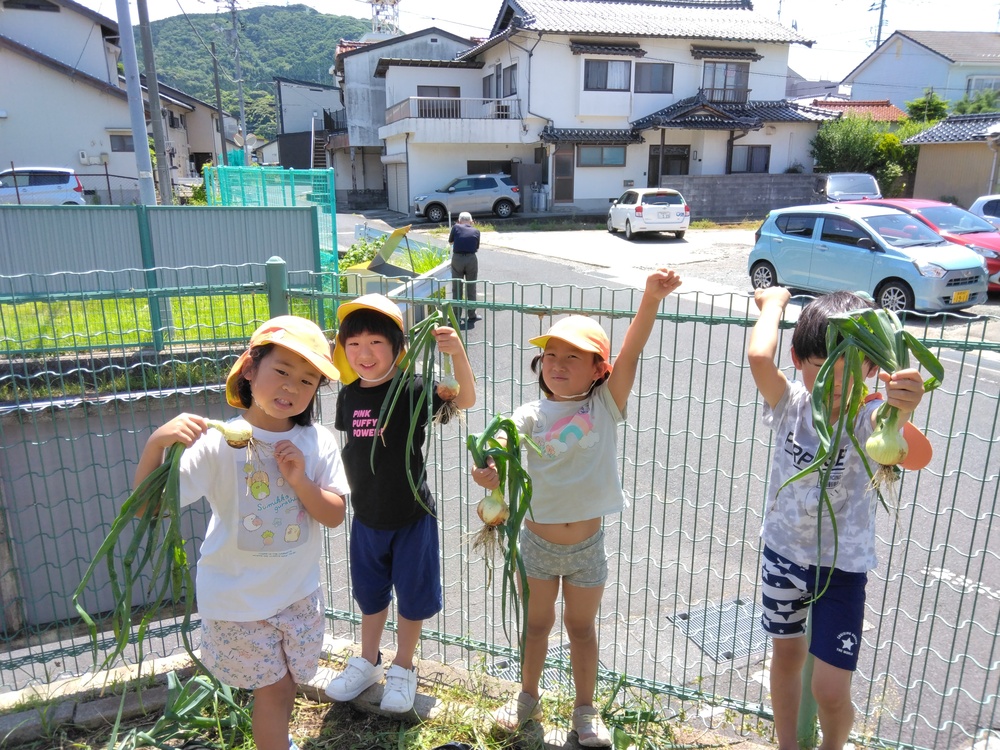 玉ねぎの収穫の様子4