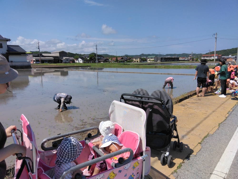 田圃を見に行った様子