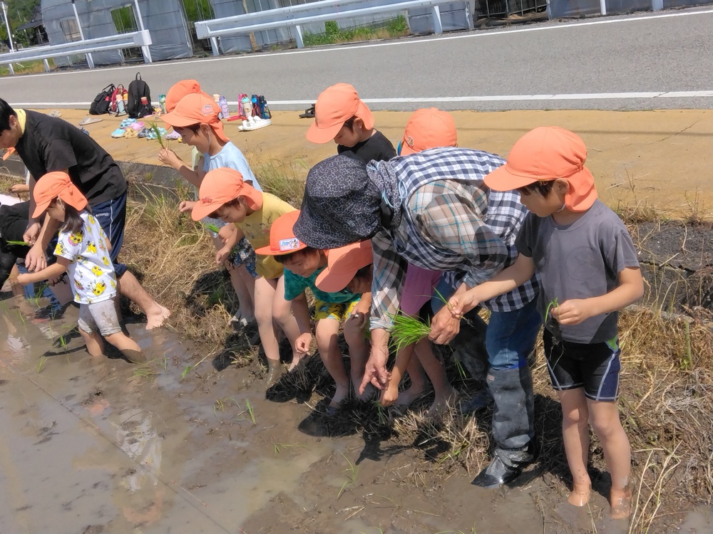田植えの様子6