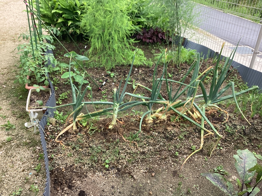 ふくふく広報