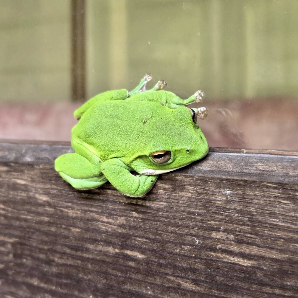 カエル