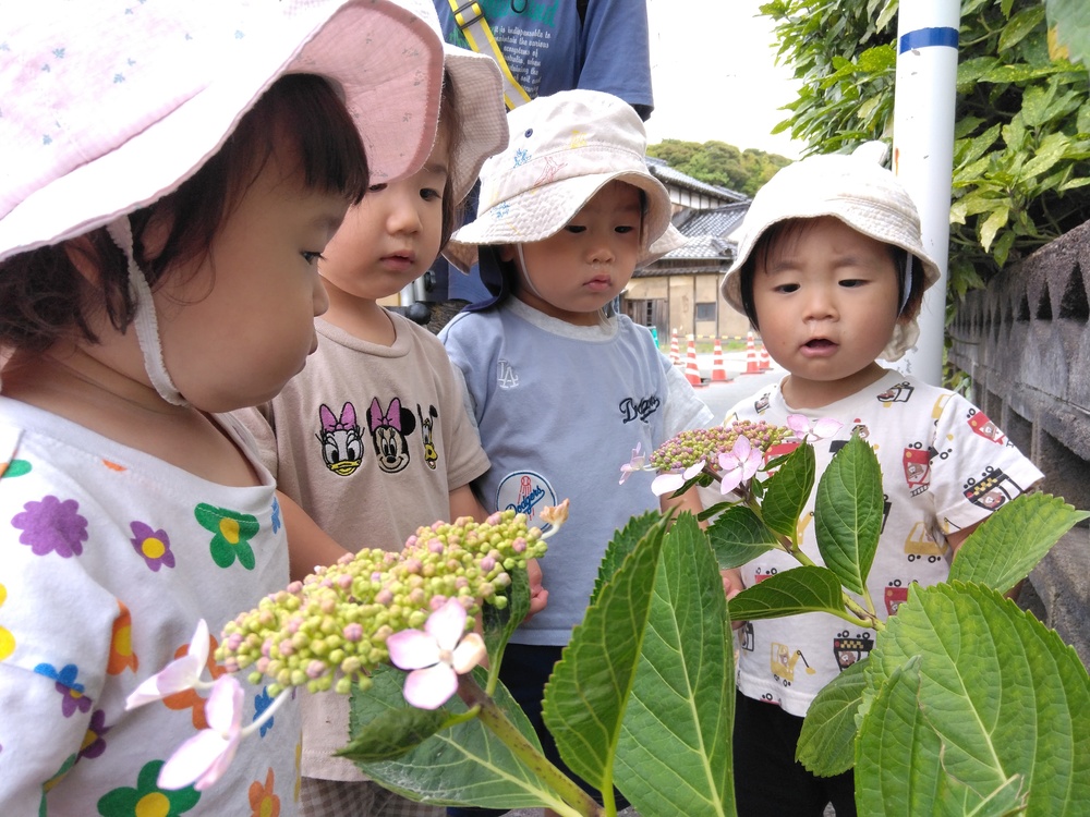 アジサイを見る子ども