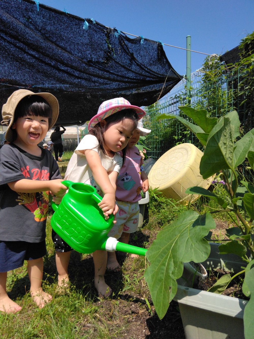 野菜の水やり