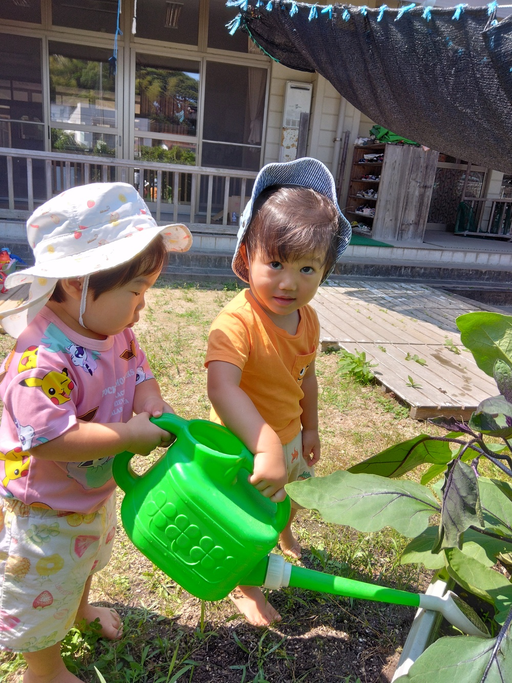 野菜の水やり