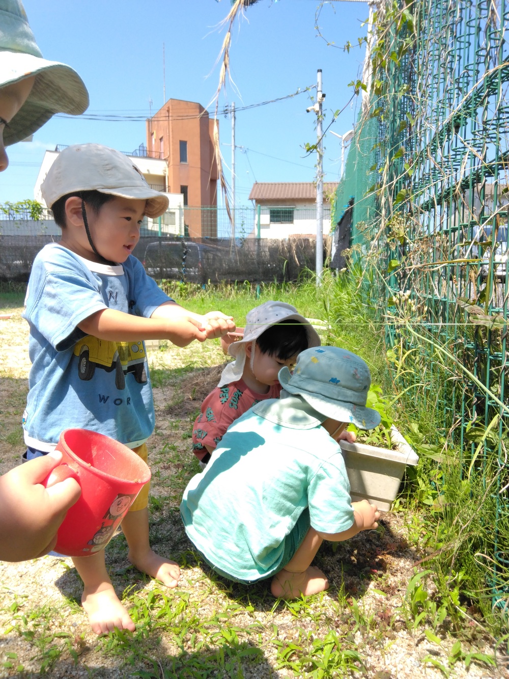 草を引っ張っている