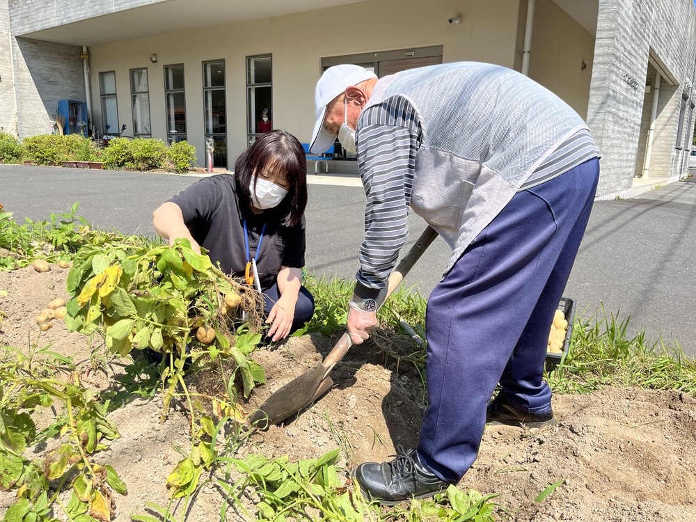 芋掘り