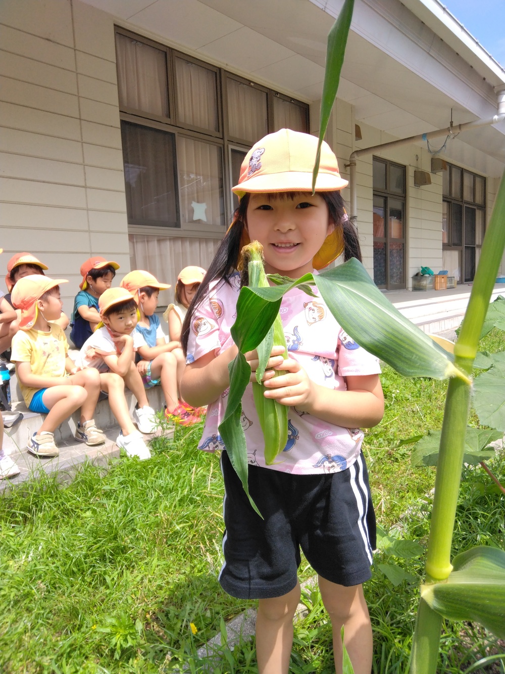 夏野菜の収穫の様子１