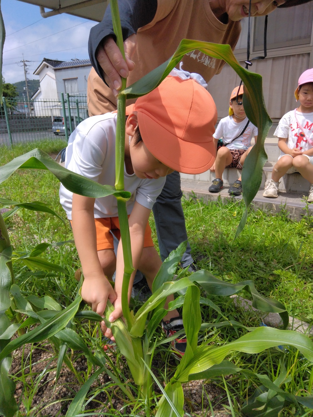 夏野菜の収穫の様子４